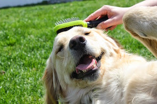 A Beginner’s Guide to Pet Supplies: Everything You Need to Get Started