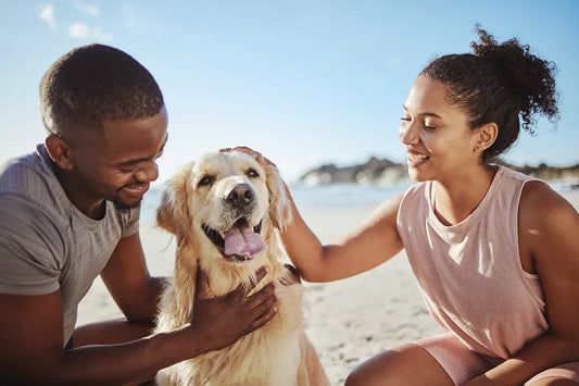 Welcome to Furball Favorites – Everything Your Pets Deserve