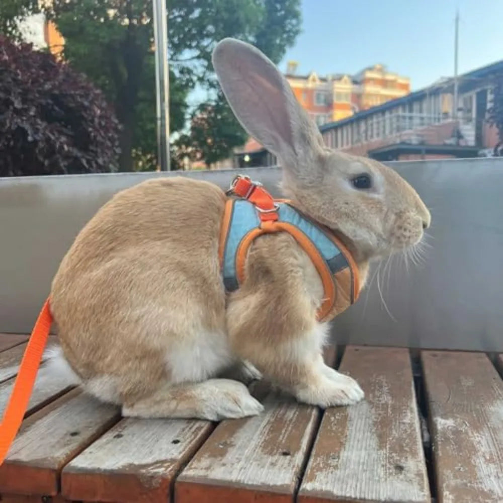 Adjustable Bunny Harness and Leash Set, Rabbit Vest Supplies(Orange S/M)